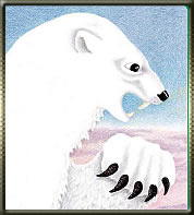 Dessin d'une ours polaire